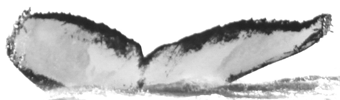 Fluke of CRC-15145