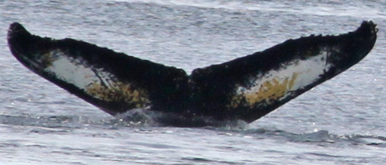 Fluke of PAN-1924