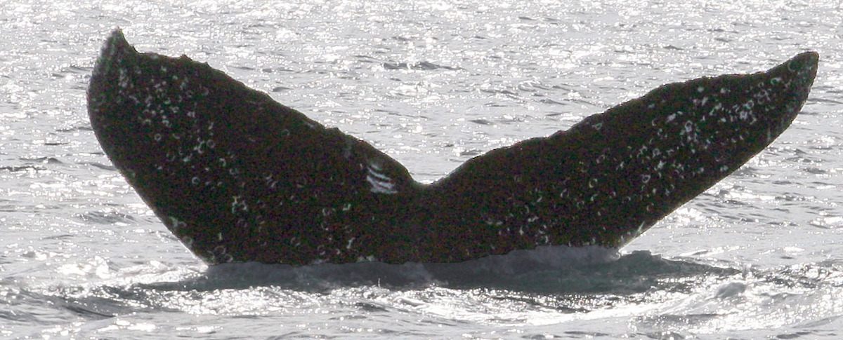 Fluke of La Pecas (Oaxaca)