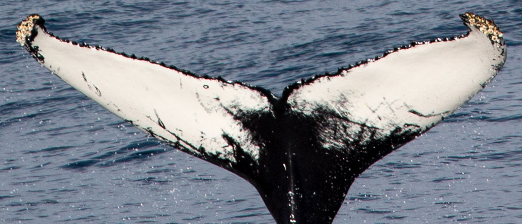 Fluke of NA-6495
