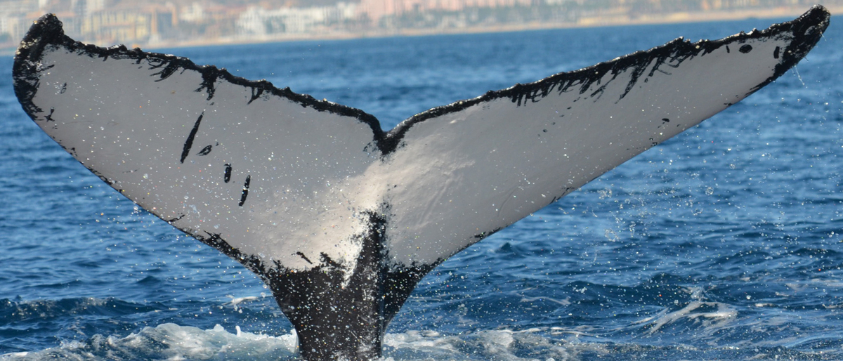 Fluke of Ole White Tail