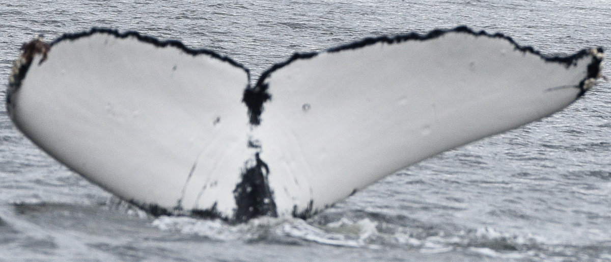 Fluke of Drupey (EOTW) aka Manta ( Northern BC)