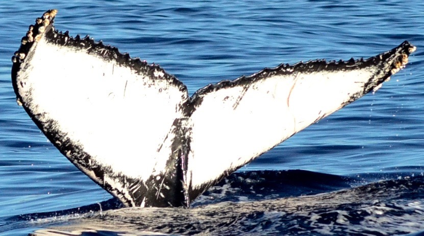 Fluke of CRC-16245