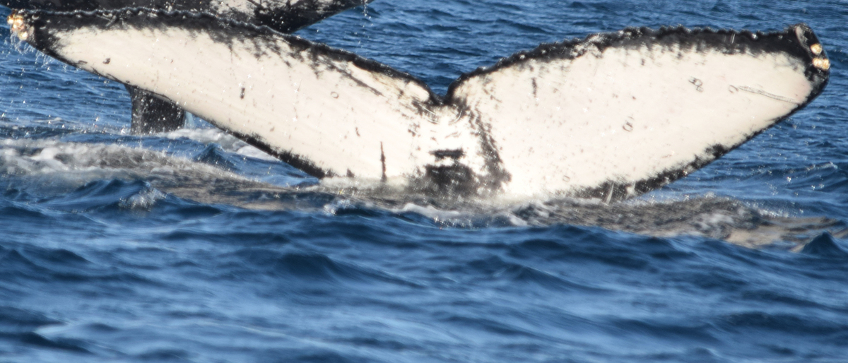 Fluke of CRC-21183