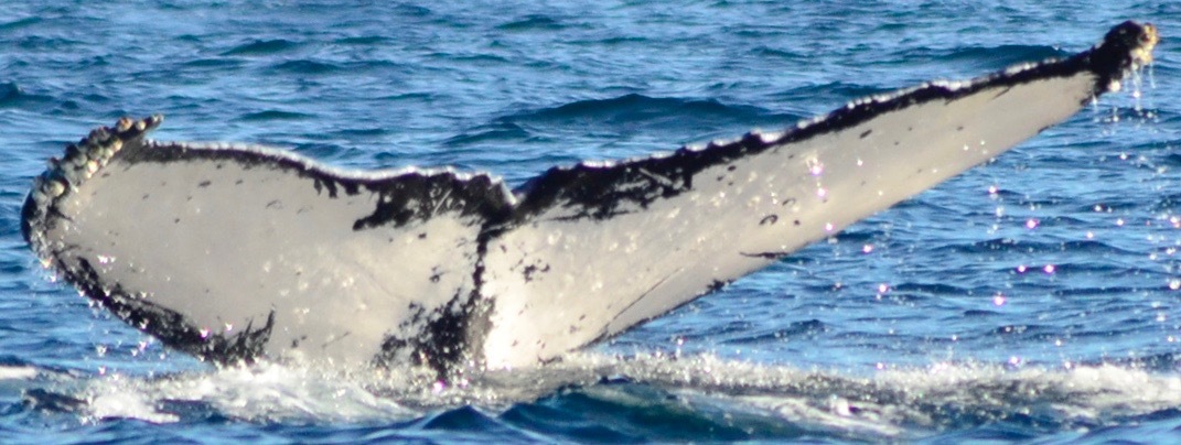 Fluke of HW-MN0501094