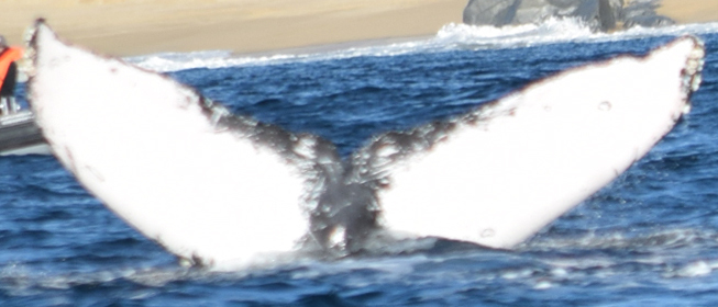 Fluke of Skreppa (Hawaii)