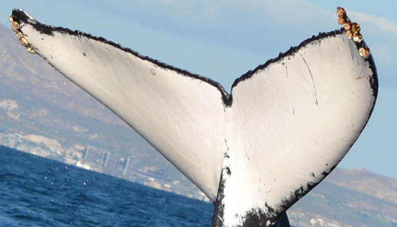 Fluke of CRC-16886