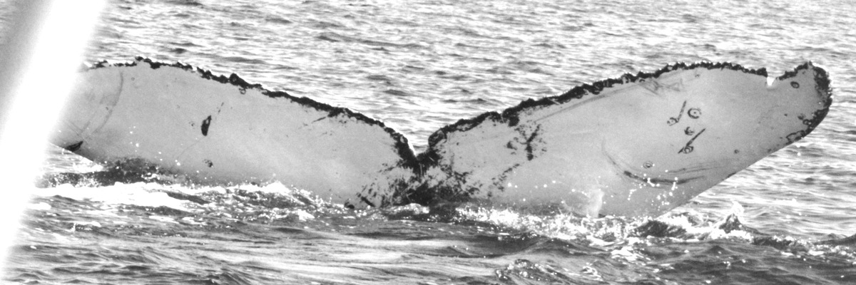 Fluke of CRC-18088