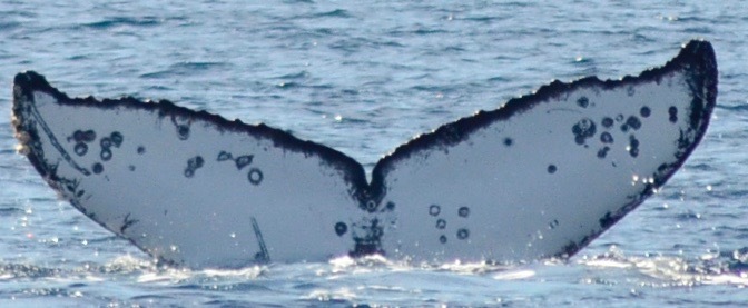 Fluke of CRC-16878