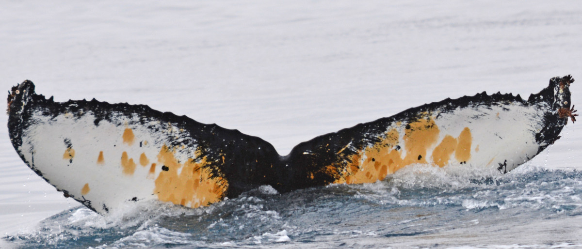 Fluke of HW-MN1300659
