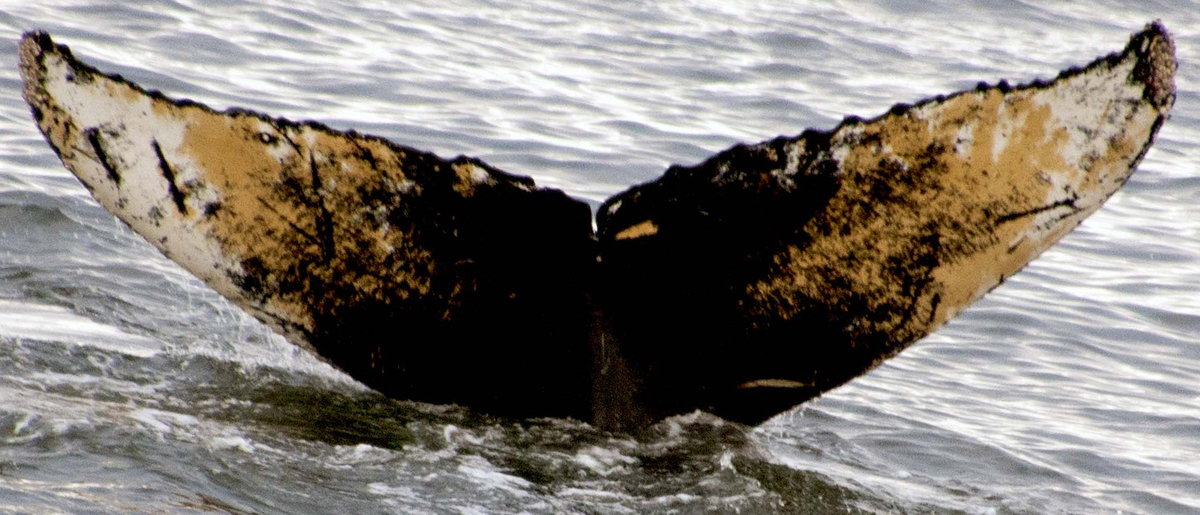 Fluke of HW-MN1300661