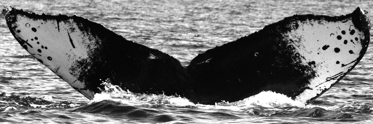 Fluke of CRC-13640