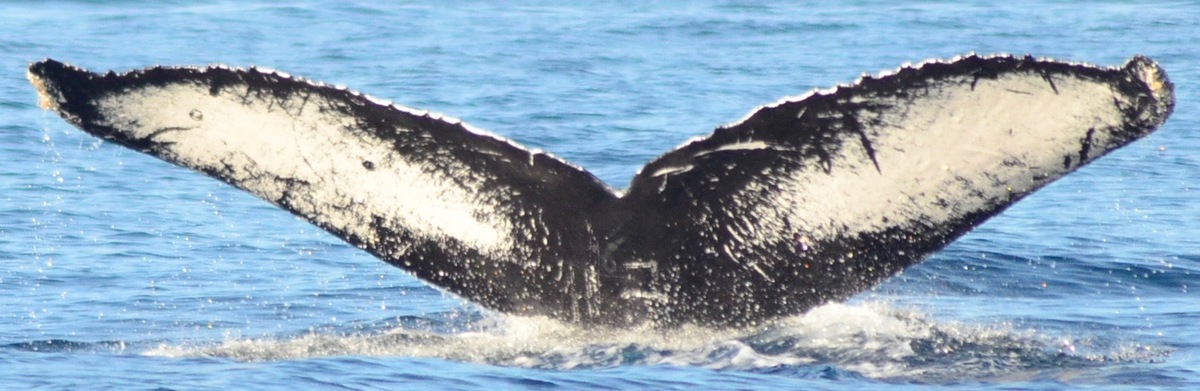 Fluke of CRC-12043