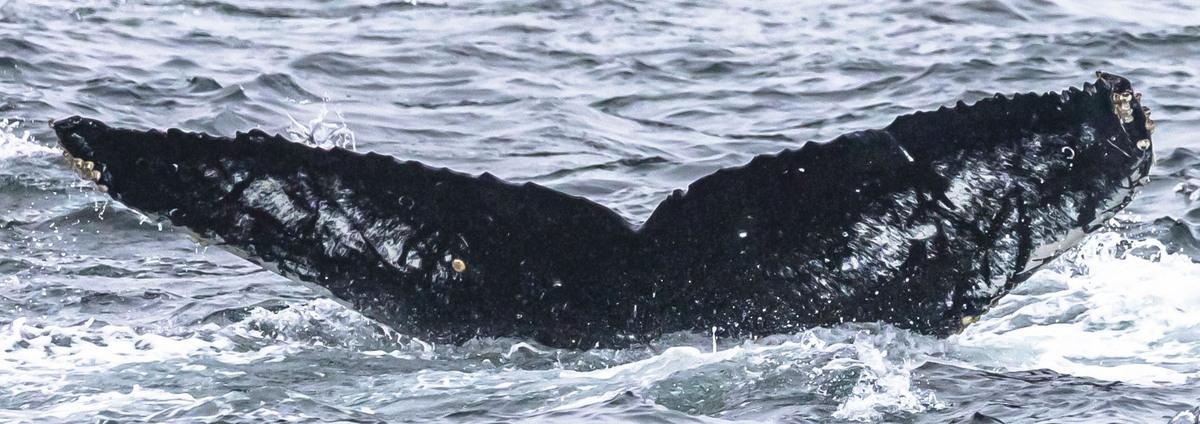 Fluke of CRC-19914