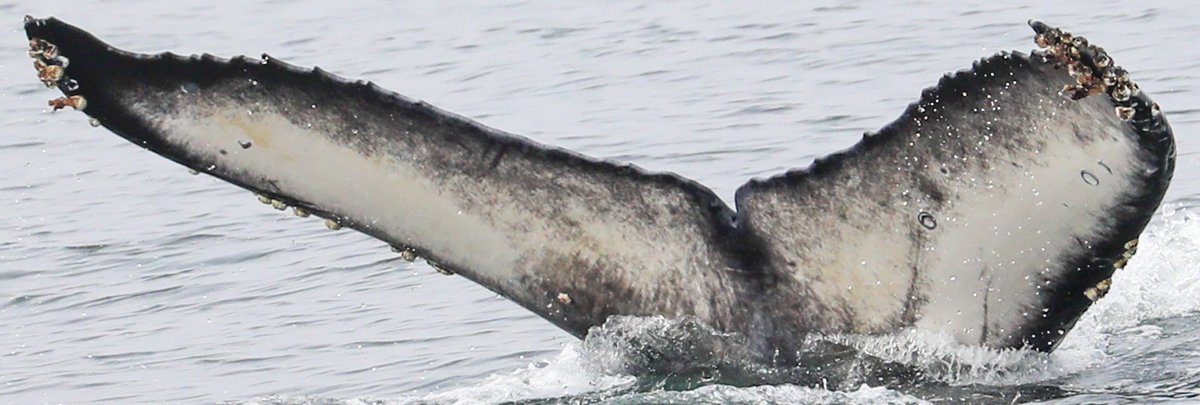 Fluke of Buddy 2020-2021 Calf of CRC-11268