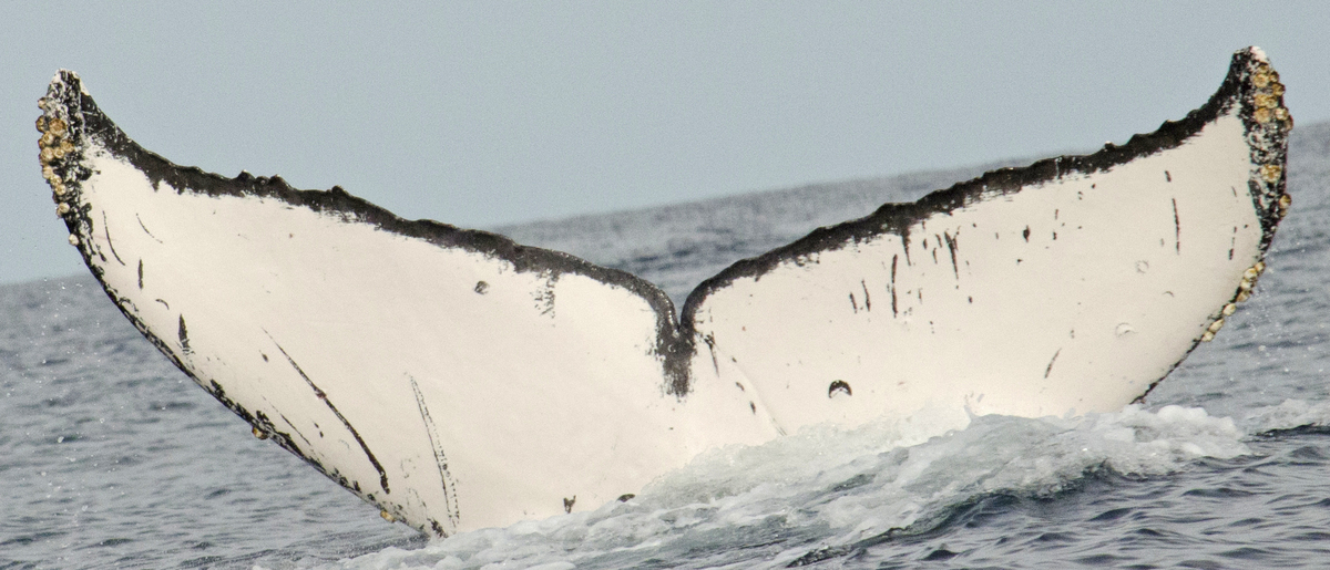 Fluke of CRC-13651