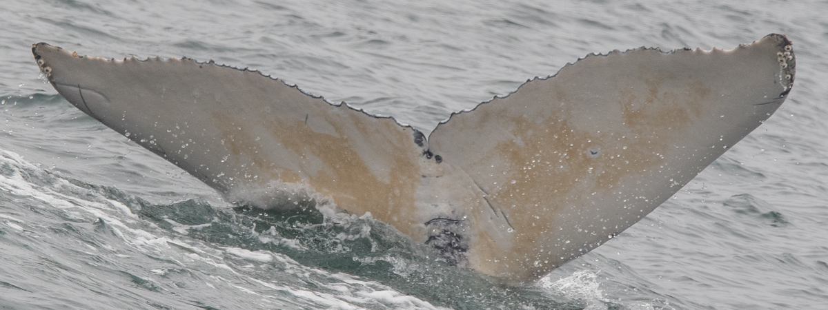 Fluke of Google (Monterey Bay)