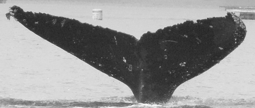 Fluke of Talon (BC)