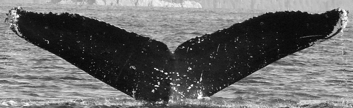 Fluke of CRC-15456
