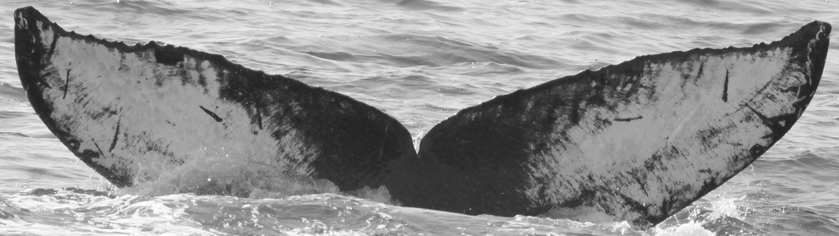 Fluke of Draco (Salish Sea)