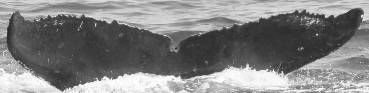 Fluke of CRC-15662