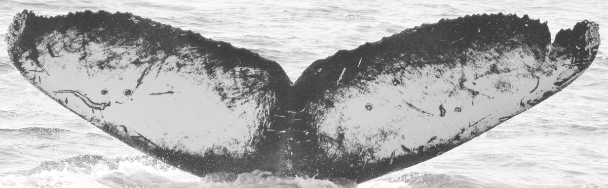 Fluke of CRC-15664
