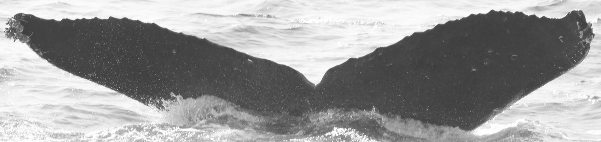 Fluke of CRC-15665