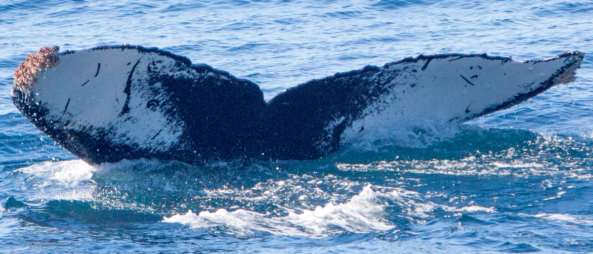 Fluke of Stripe (WA/BC)