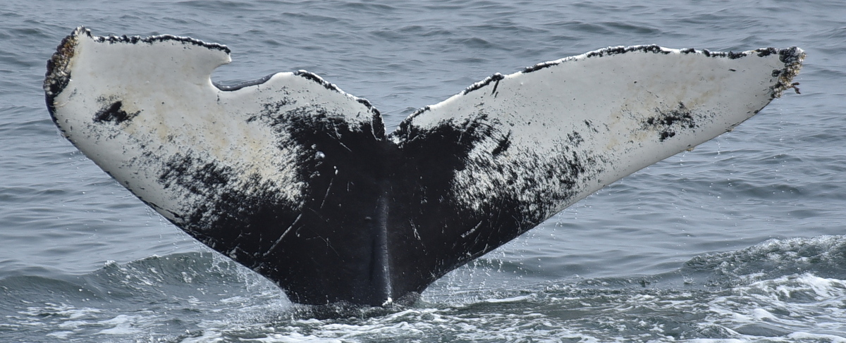 Fluke of CRC-10409
