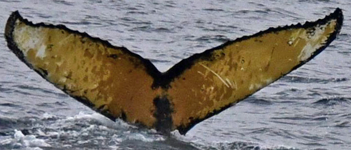 Fluke of BTBEL-Mn_1c_028