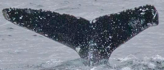 Fluke of Nibble (Iceland)