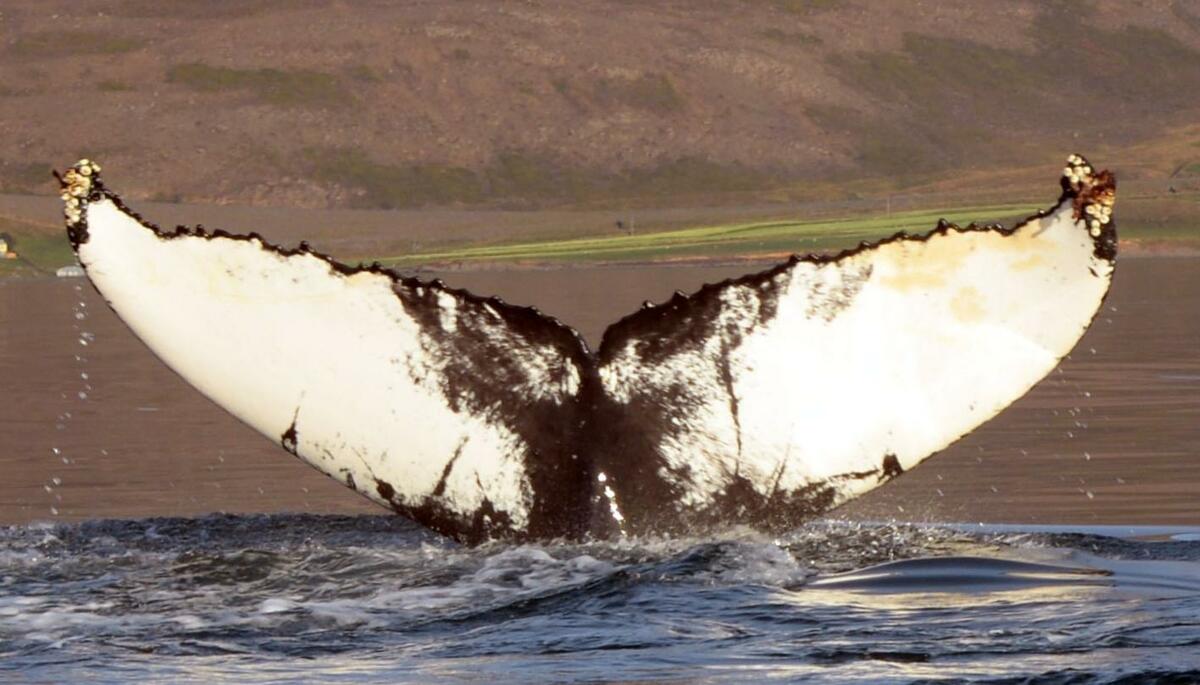 Fluke of D'Artangnan (Iceland) aka Kathmandu (Husavik)
