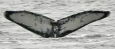 Fluke of Fisher (WA/BC)
