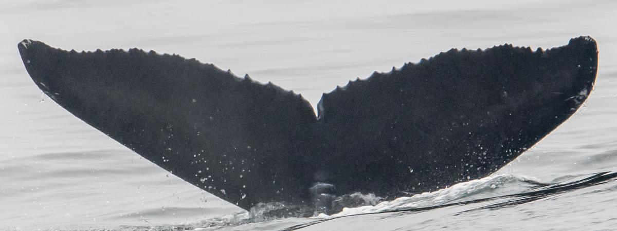 Fluke of 2020-2021 calf of Chin Up