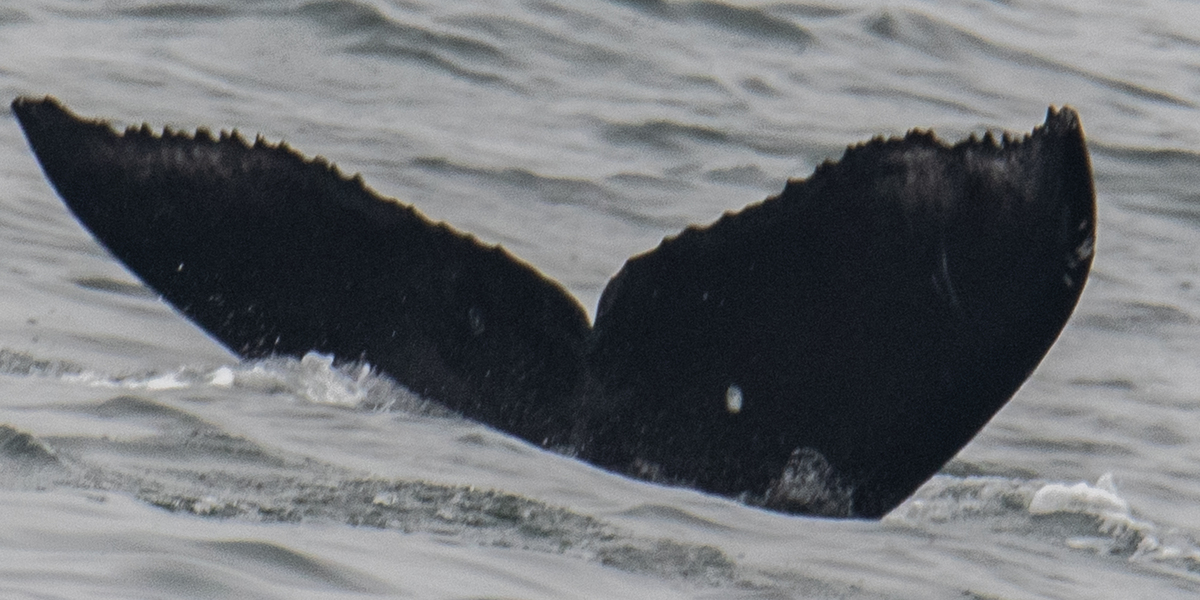 Fluke of CRC-19546