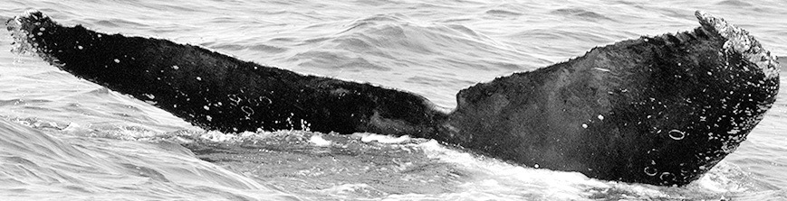 Fluke of CRC-15583