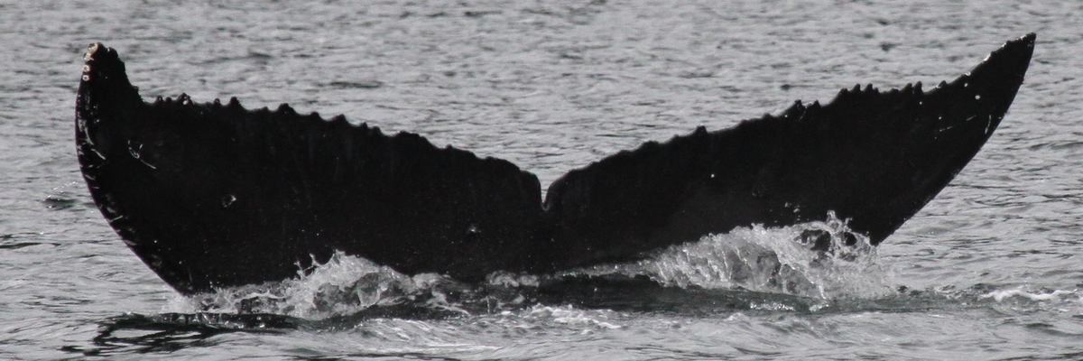 Fluke of BCX1931