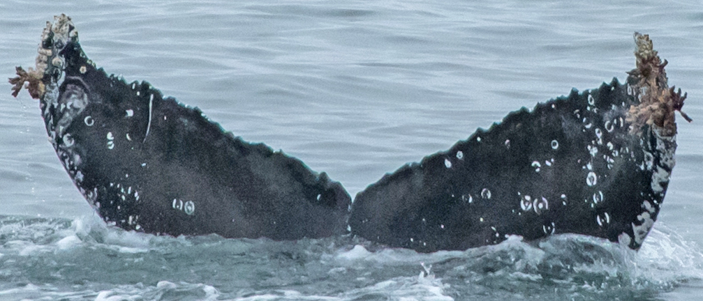 Fluke of CRC-17591
