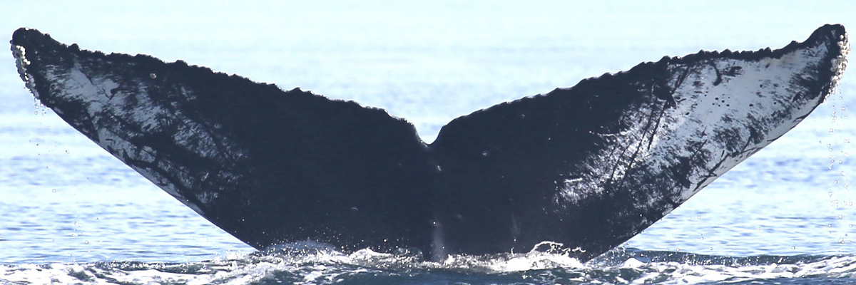 Fluke of Dolphin (BC) aka Salem (Northern BC)