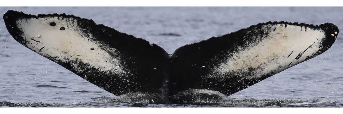 Fluke of Spectrum (BC)