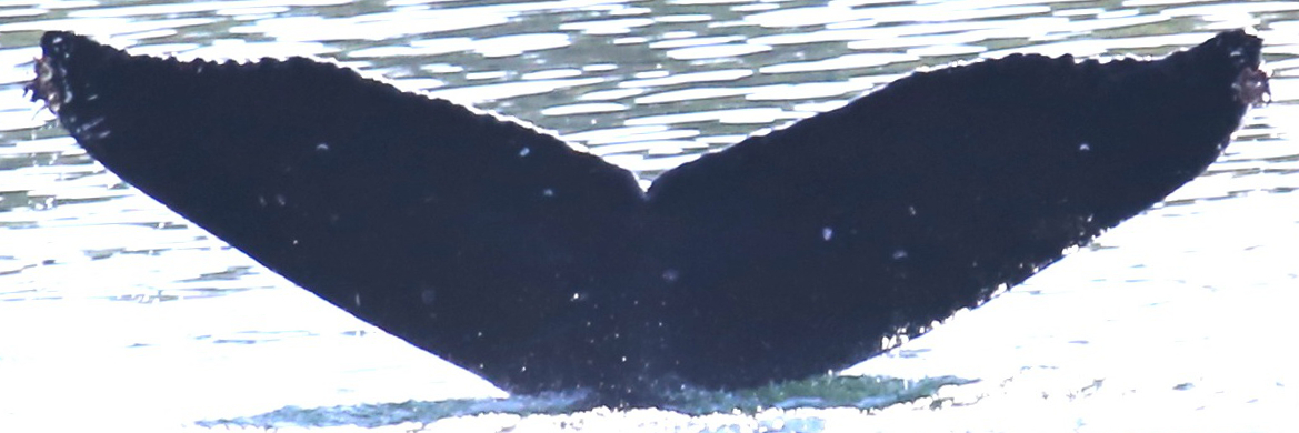 Fluke of CRC-20575