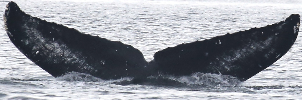 Fluke of BCX1509