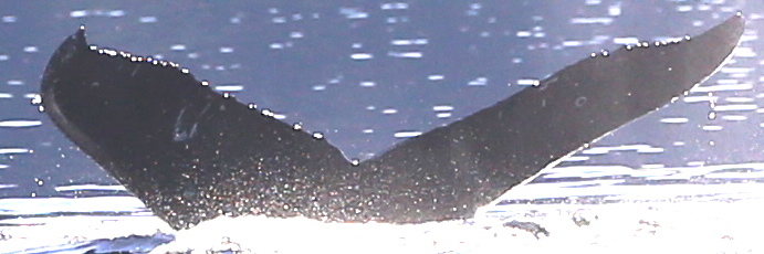 Fluke of BCX1935