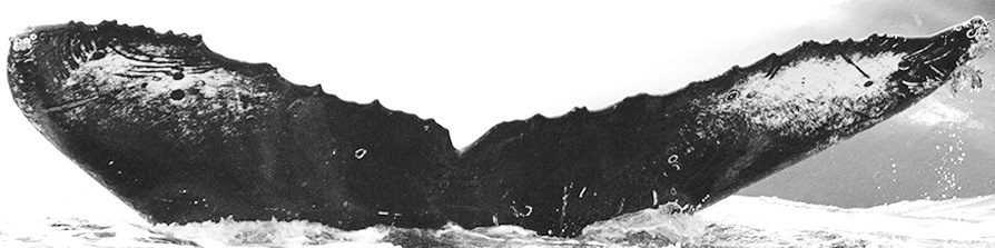 Fluke of CRC-12073