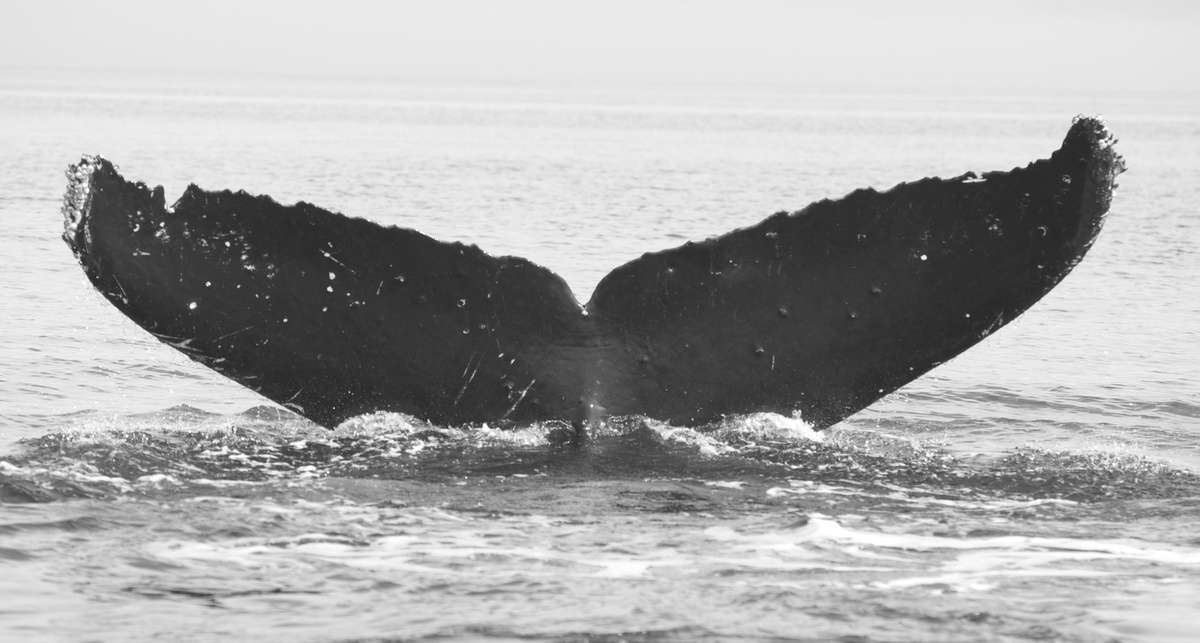 Fluke of Prodigium