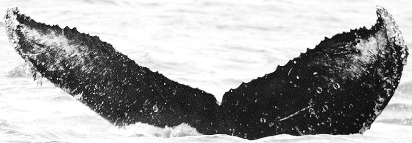 Fluke of CRC-12084