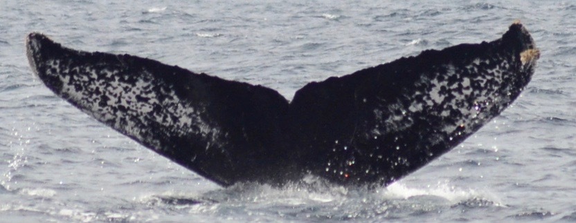 Fluke of CRC-10946