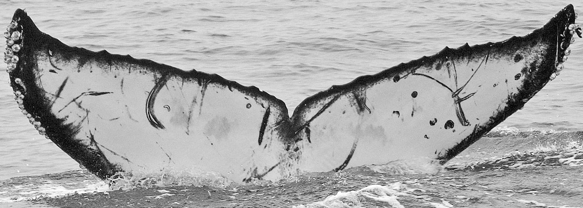 Fluke of CRC-11675