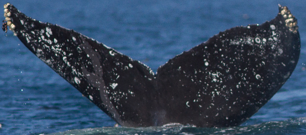 Fluke of Galaxy (California)