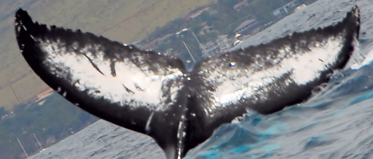 Fluke of Bullwinkle (British Columbia)
